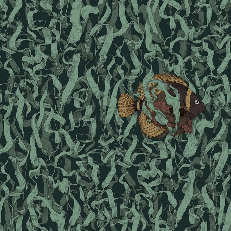 Seaweed